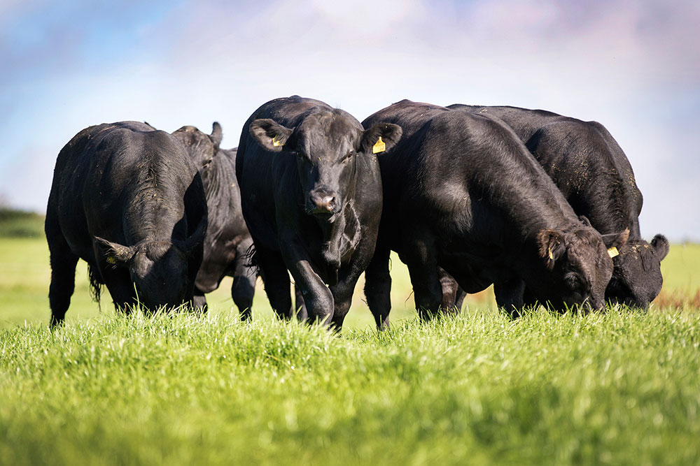 a group of cows in a field